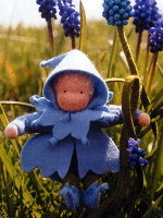 blauw druifje